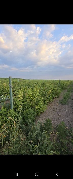 Саженцы малины сорта Полана