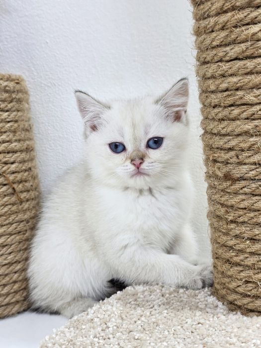 Кошечки и котики  британские