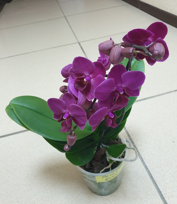 Продам комнатные цветы