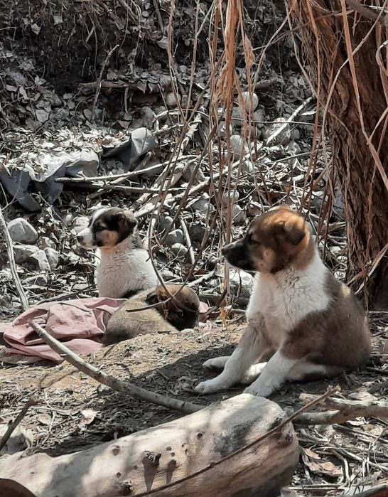 Отдаём, щенка бесплатно