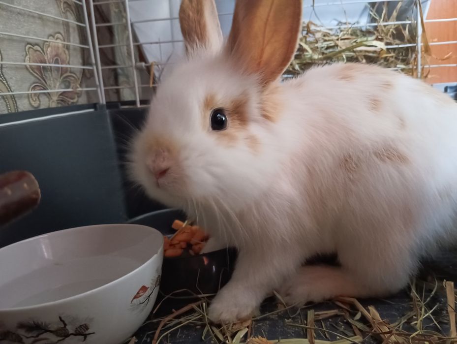 Декоративный кролик