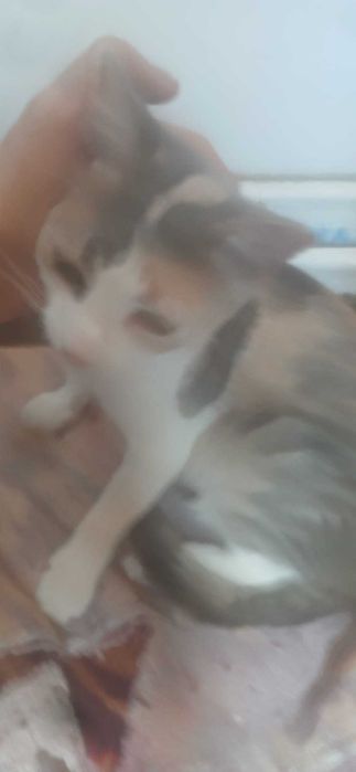 Donez 5 pisici,mama cu puii