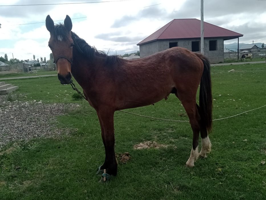 Жуас жақсы Еркек тай сатылады!