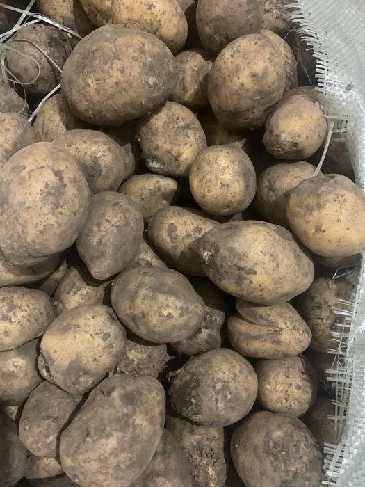 Картофель товарный