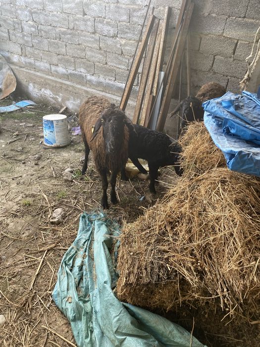 Арзан Қозылы қой 1 бас