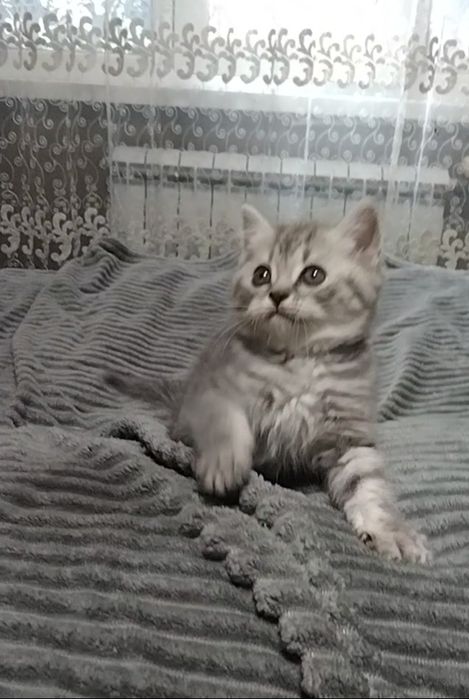 Девочка. Скоттиш страйт.