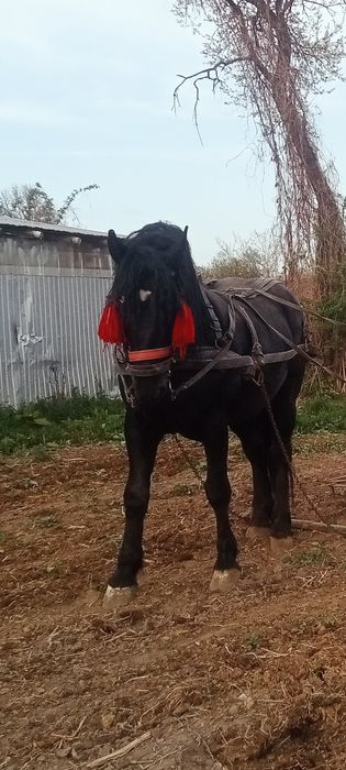Armasar de vanzare