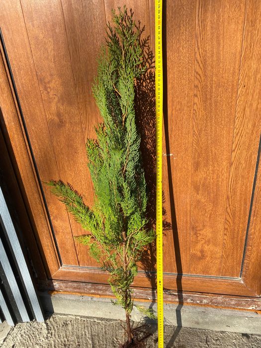 Продавам източна туя ...