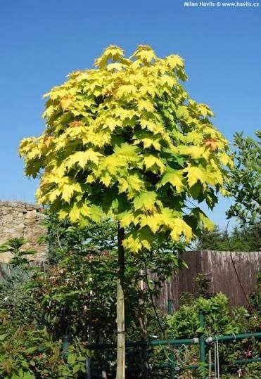 Acer Globular Galben La Ghiveci