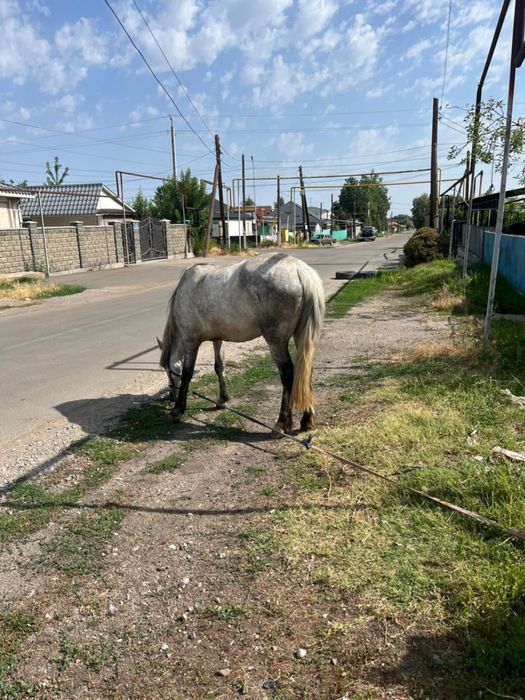 Продам Лошадь торг