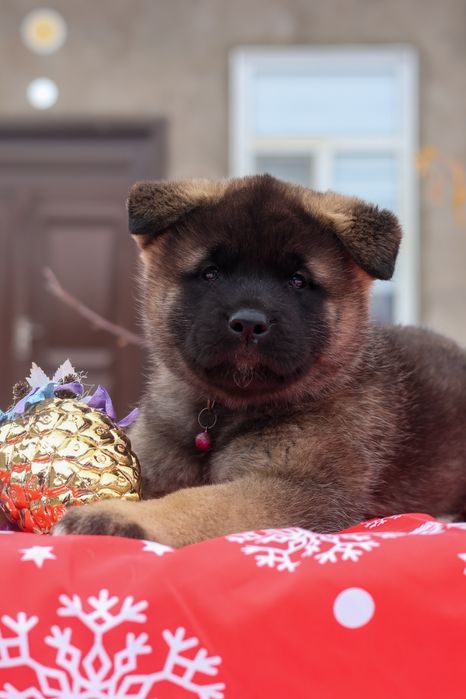 Щенки Американской Акиты