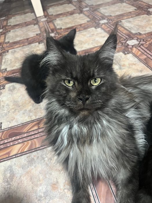 Котята майкун мальчики и девочки