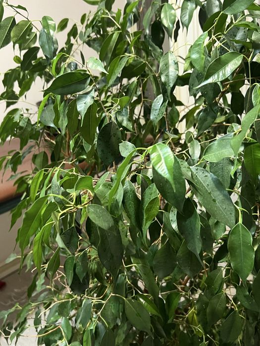 Растения крупные