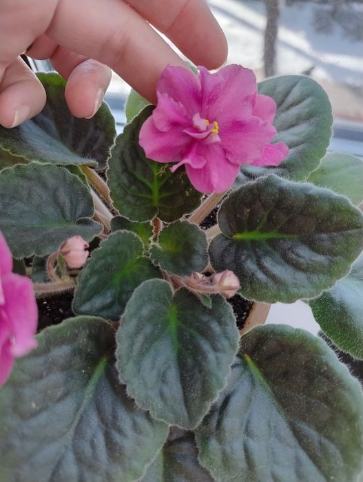 Продам фиалки красивые цветы