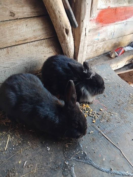 Iepurasi disponibili