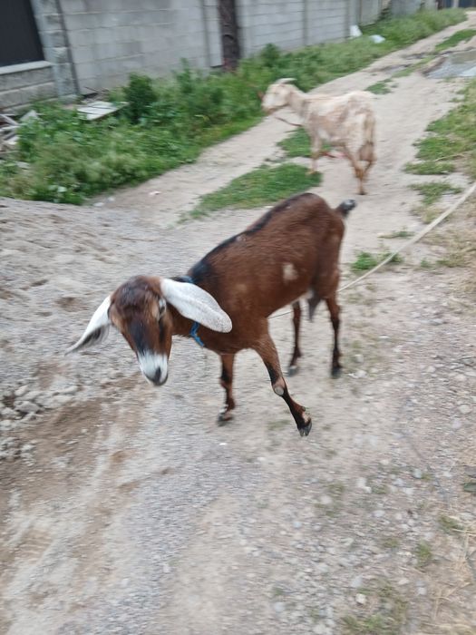 Сүтті ешкі, документімен