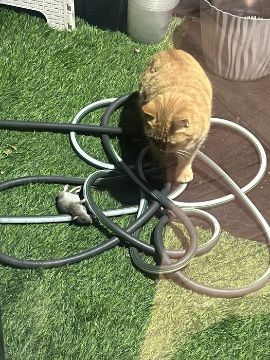 Котята крысоловы