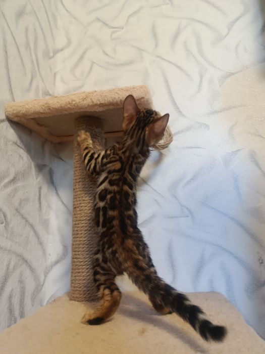 бенгальский котёнок