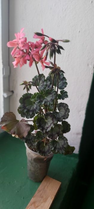 Продам пеларгонию