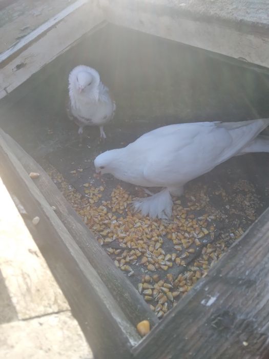 Vând 3 porumbei unul încălțat,unu capucin,si o poștă albă