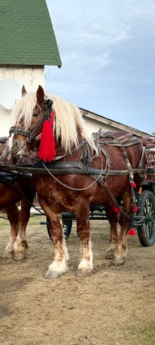 Vind armăsar de fitero