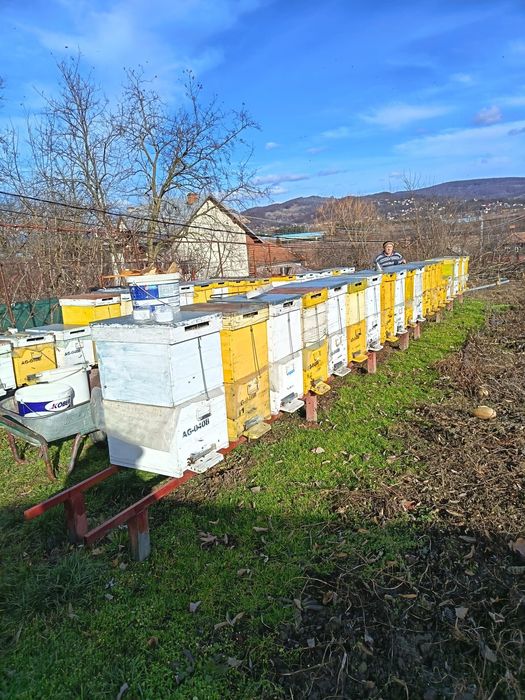 Vând familii de albine cu sau fara cutie