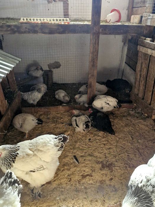 Продам кур молодок
