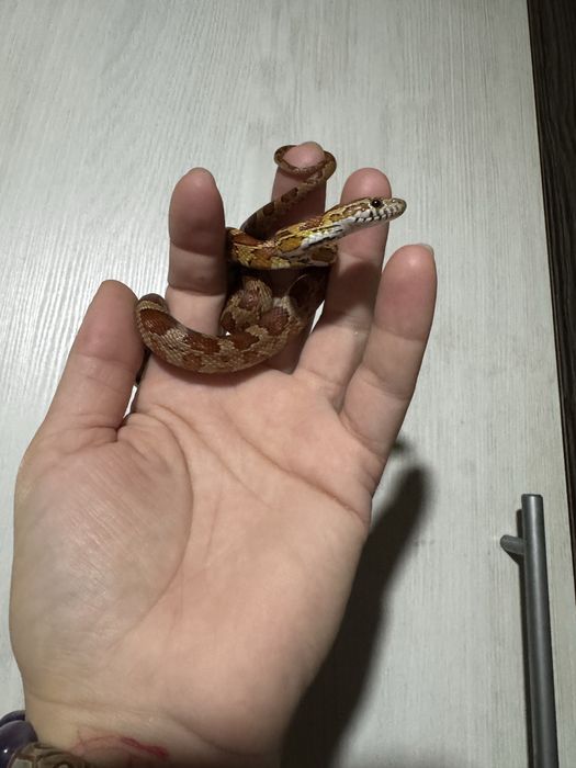 Змея - маиский полоз