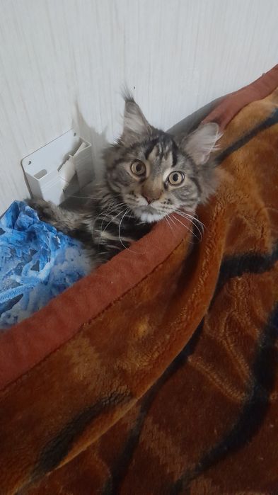 Девочка мэйкун ищет жениха