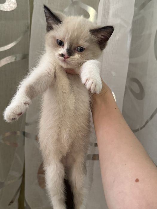 Котята в хорошие руки