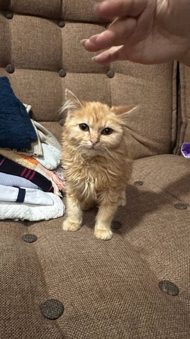 Норвежский лесной котенок