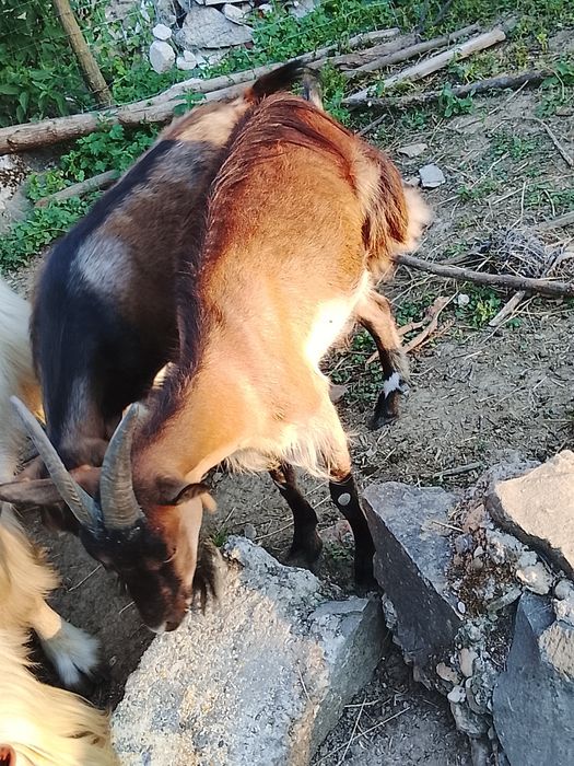 Cositoare cu lama și capre