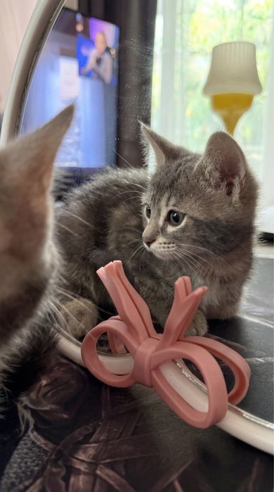 Котята ищут любящих хозяев