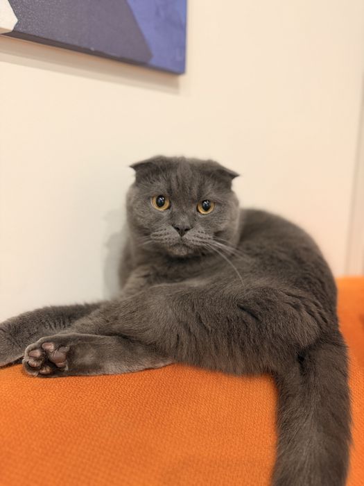 Продам кота срочно!!!
