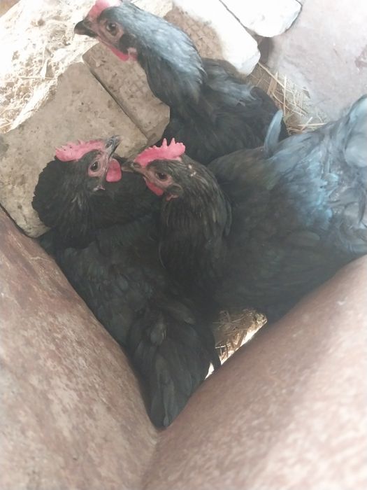 Qora shahzoda tovuqlar va xoroz 4+1