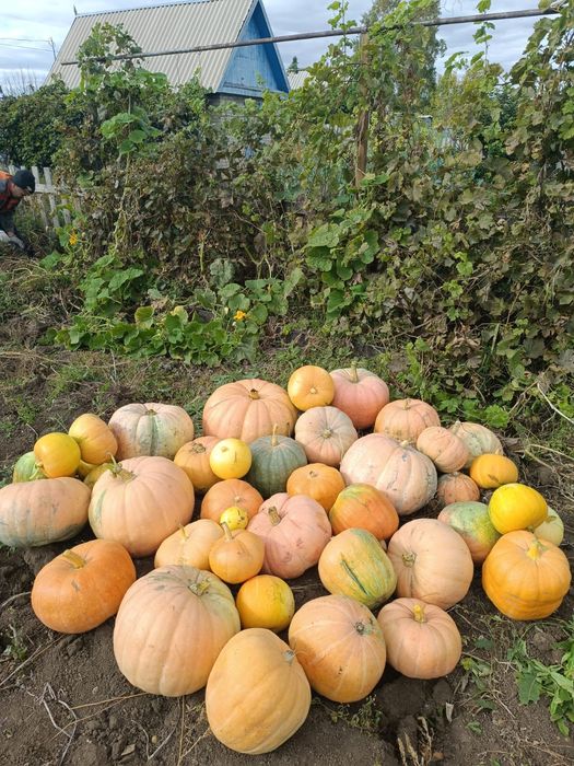 Продам продам прдам