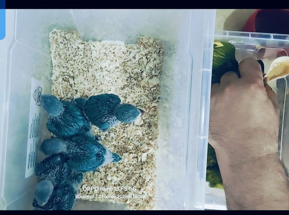 Vând  Micul Alexander blând la seringă