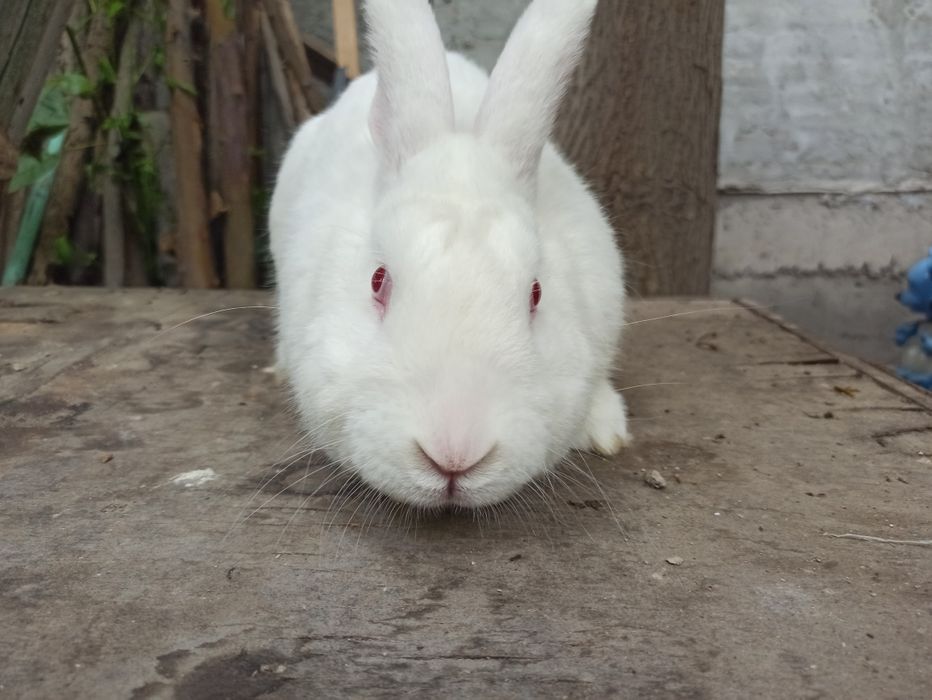 Zotdor serjun semis quyon sotiladi