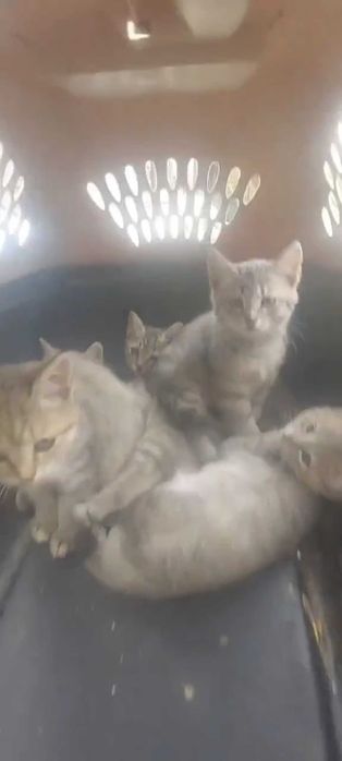 Котята крысоловы ищут дом