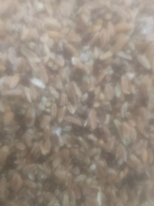 Зерноотходы Овес Полова Колоски