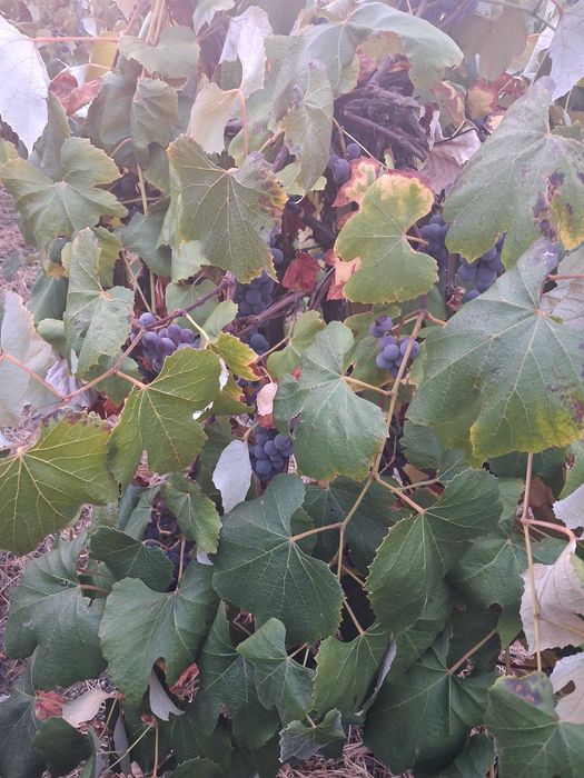 Vând struguri pentru vin