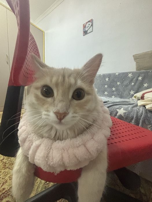 Продается кошка