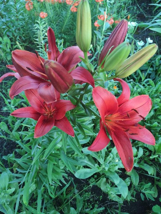 Продам дачу на Аблакетки