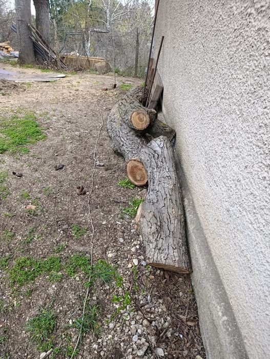 Орех за дървен материал