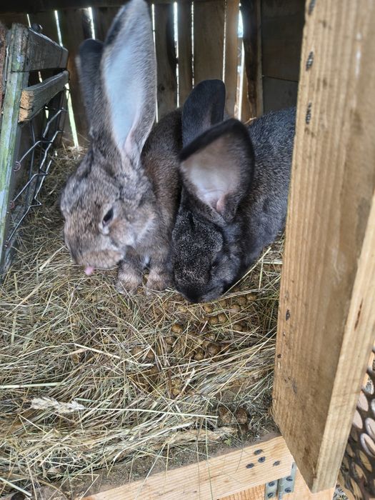 Vând iepuri californian și uriaș german gri