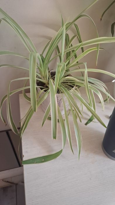 Продам комнатные цветы