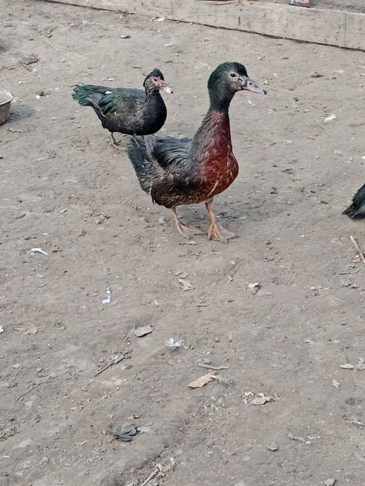 Продам индоуток самец и самки