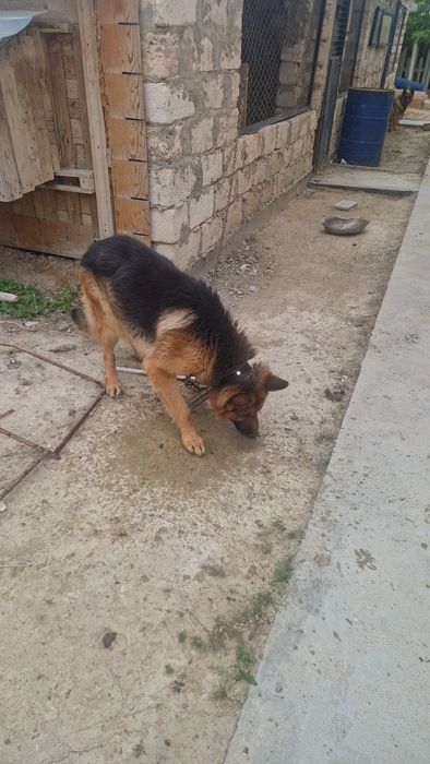 немецкая овчарка