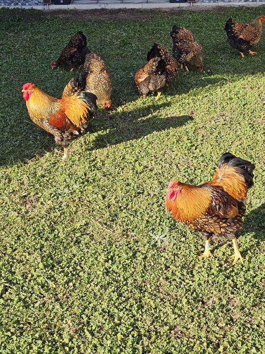 Wyandotte gsg,ouă incubat .