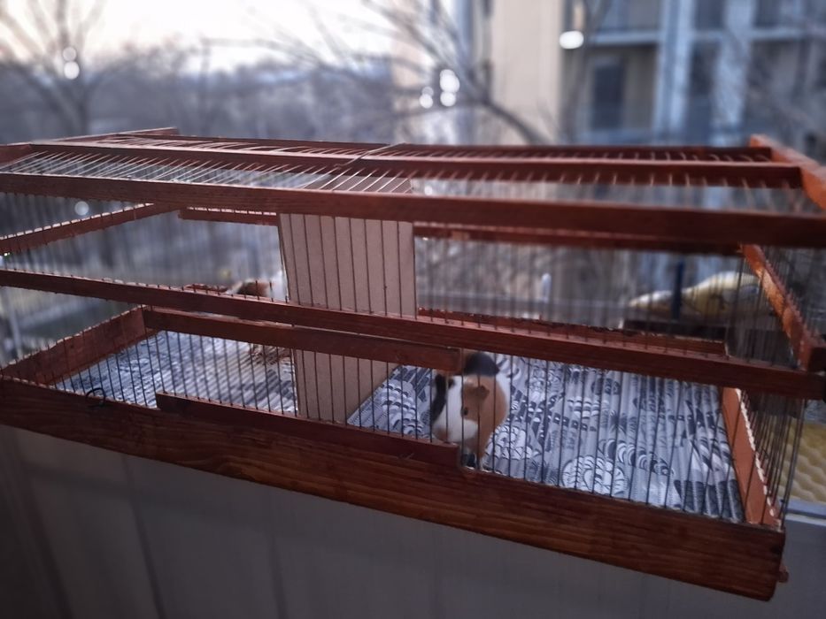 Клетка с с парочкой влюблённых морских свинок